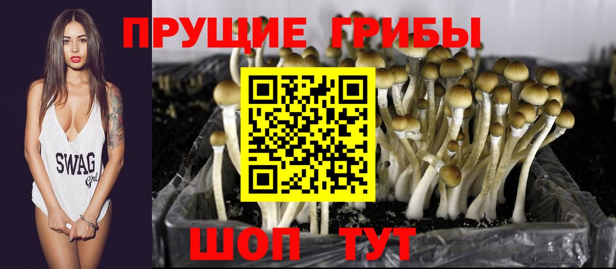 Псилоцибиновые грибы Cubensis  Вход с VPN  Лесосибирск 